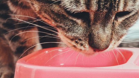 High-Protein Wet Cat Food: How to Compare Cans Fairly