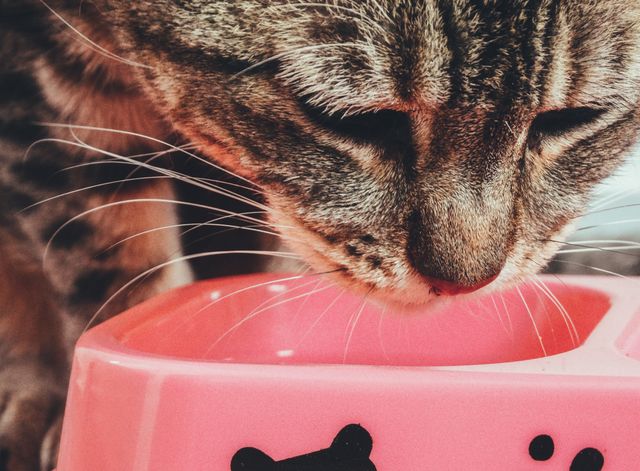 A cat enjoying a treat, the medicating diplomat’s best friend
