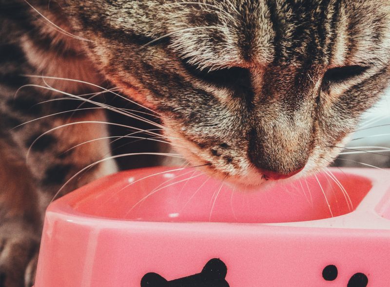 Gato comiendo de su cuenco en Anlú