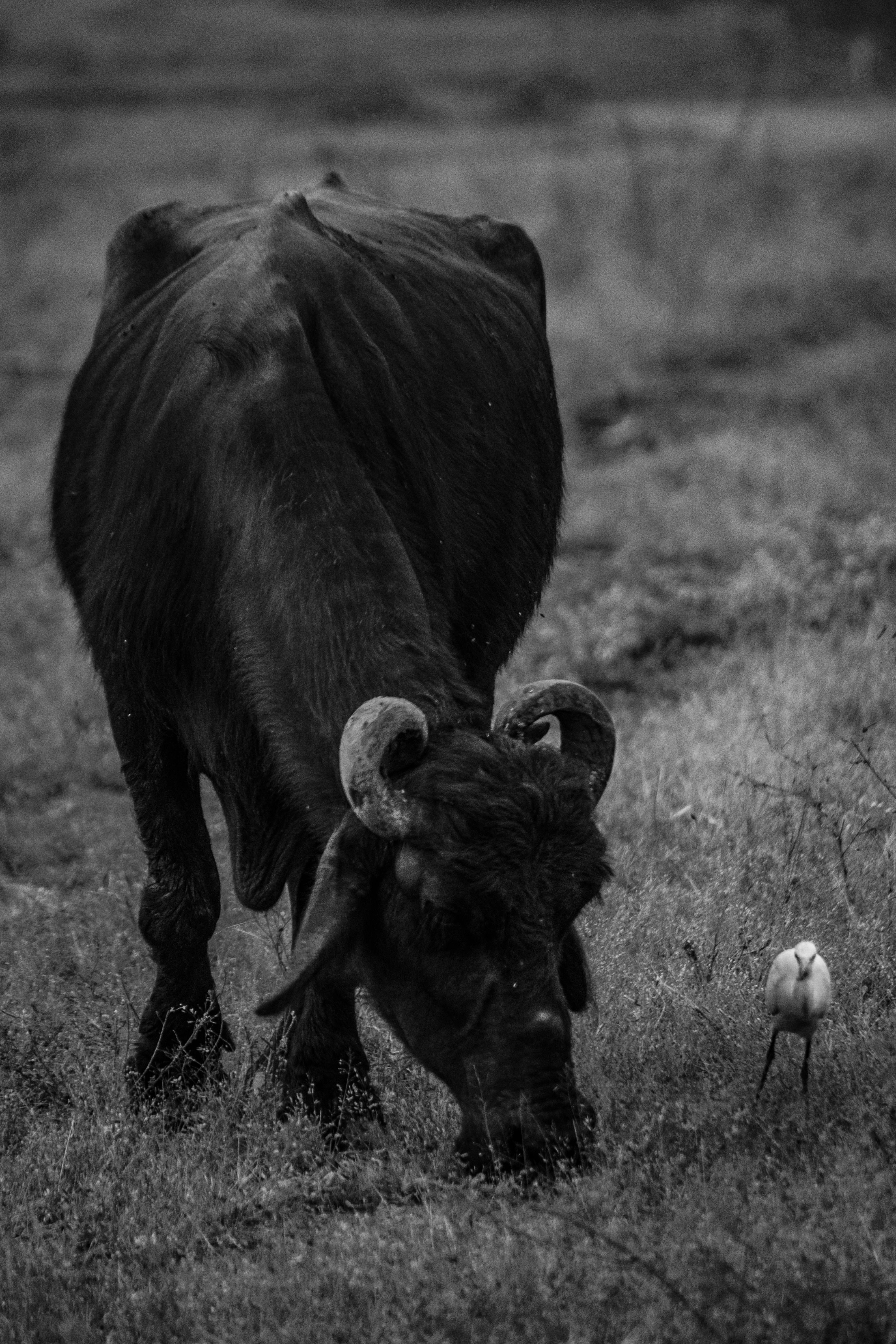 Gratuit Photos gratuites de agriculture, alimenter, angus noir Photos