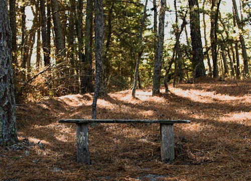 Weathered Bench in a Forest and Brown Forest Floor