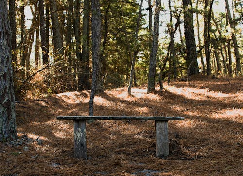 Ilmainen kuvapankkikuva tunnisteilla haukkuminen, kulunut, metsä