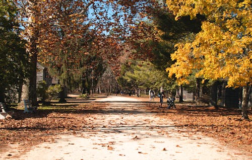 View of a Park in Autumn