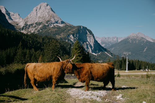 Colorful rustic cattle of highlands on remote green meadow with majestic mountains on background