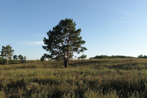 Foto profissional grátis de árvore, beleza na natureza, cenário