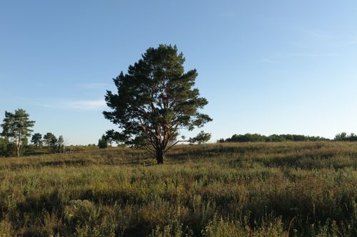 Free A serene meadow with a solitary tree under a clear sky in Vasyl'kivs'kyi district, Ukraine. Stock Photo