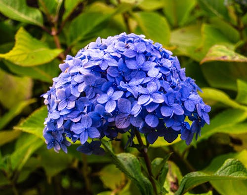 Cluster of Blue Flower in Close-up Photography