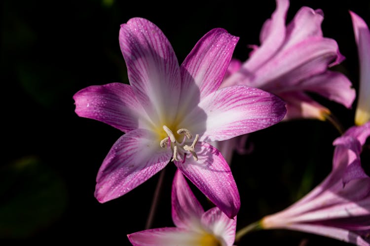 Purple Lily Flower In Macro Shot