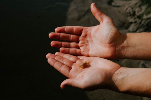 Close-up of a small crab being held in hands by the shore.