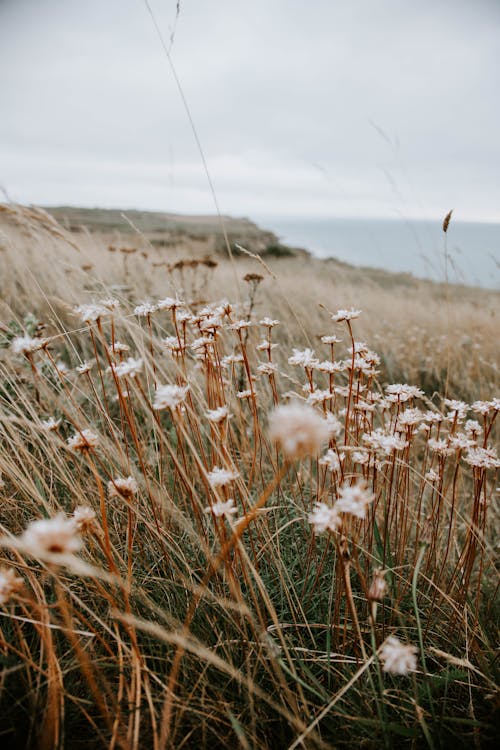 Grassy meadow on ocean shore