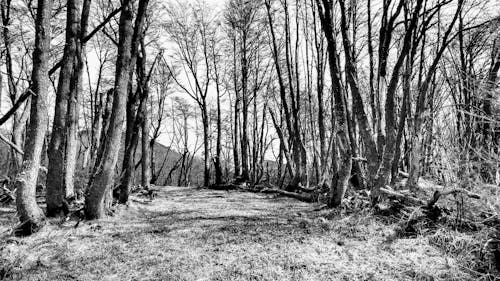 Fotos de stock gratuitas de al aire libre, arboles, blanco y negro