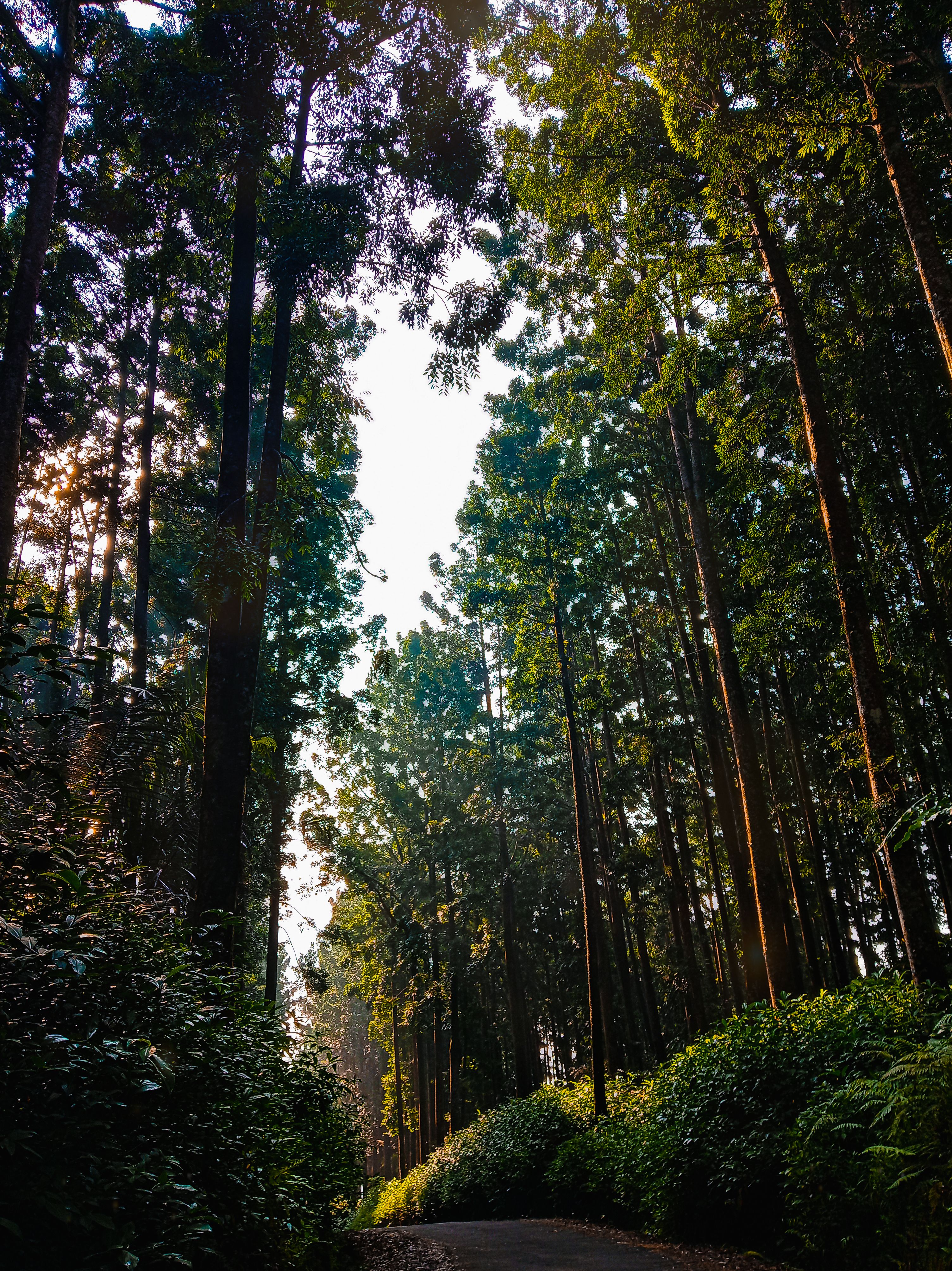 A person in a yellow raincoat walking through the woods · Free Stock Photo