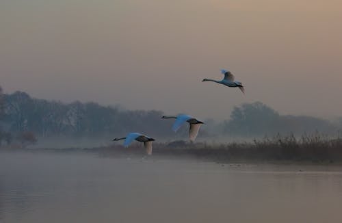 Fotobanka s bezplatnými fotkami na tému exteriéry, hmla, jazero