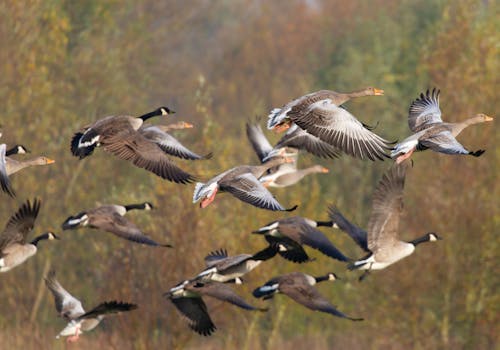 Flock of Flying Geese