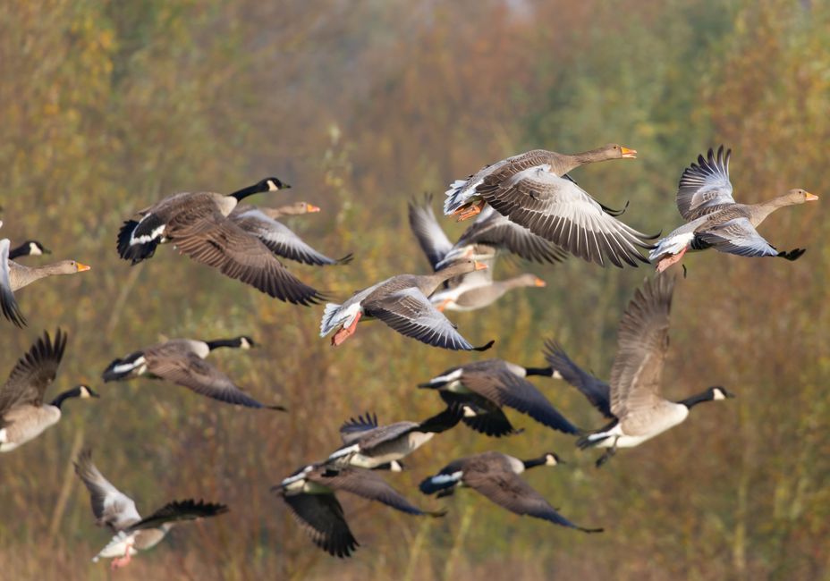 How Seasons Influence Migration