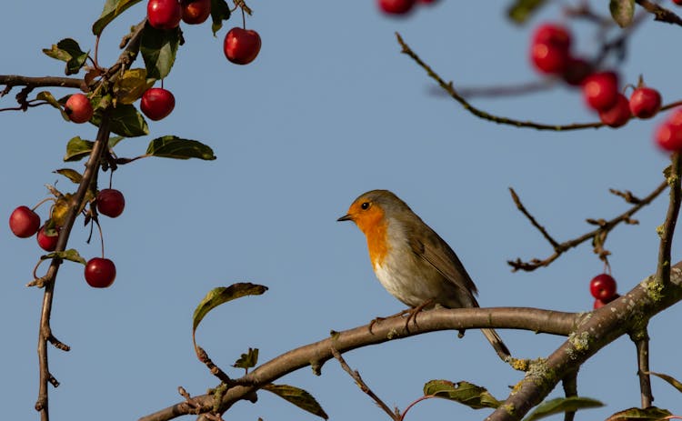 A Robin Bird Sitting On A Branch Of A Cherry Tree