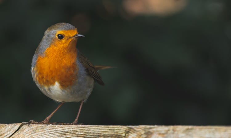 A Robin On Top Of A Wood 