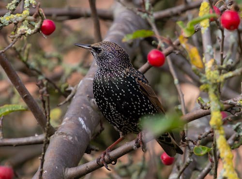 A Starling Perched on Tree Branch
