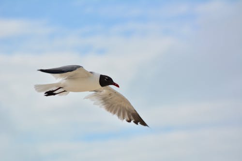 A Black Headed Gull Flying