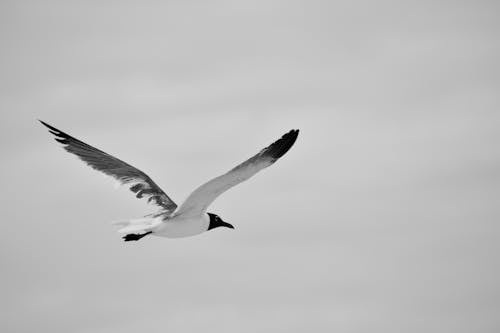 A Seagull Flying in the Air