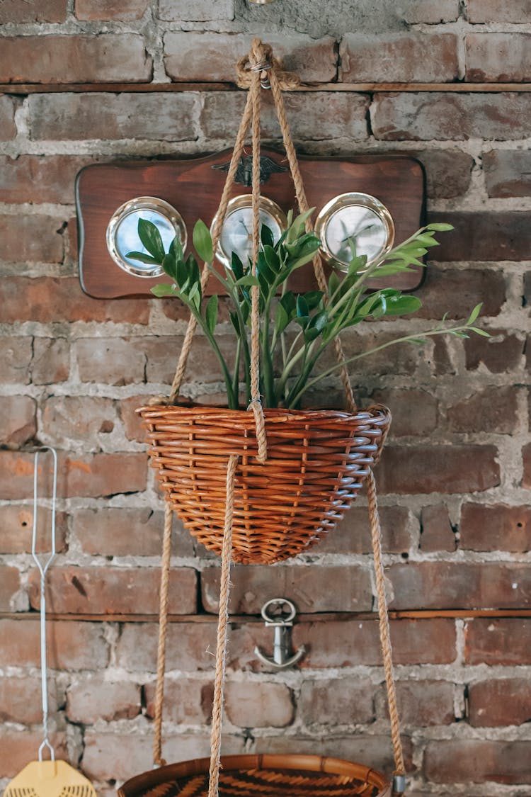 Hanging Basket With Green Plant