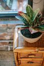 From above of green ficus plant growing in ceramic pot placed on wooden nightstand with wicker surface near window in old fashioned room