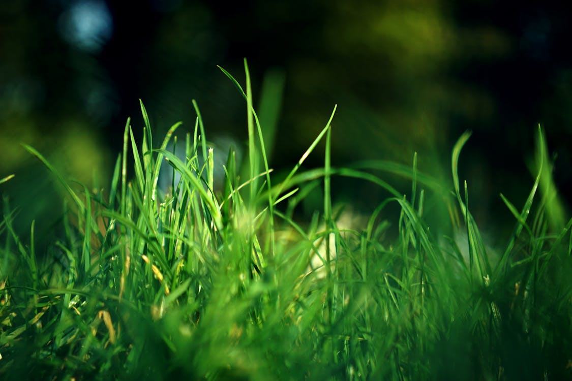Free Close View of Green Grass Stock Photo