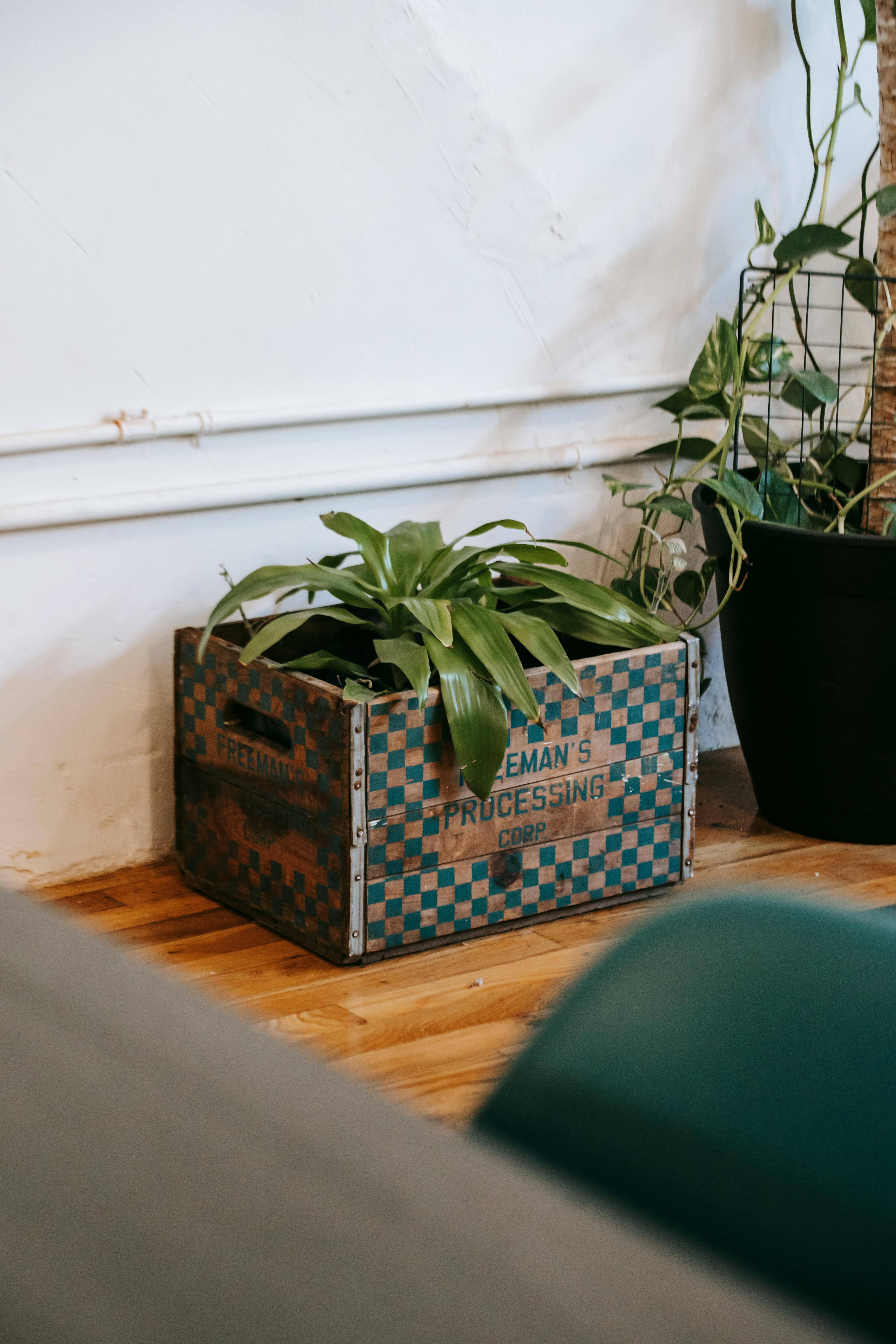 Free A charming corner featuring a lush plant in a vintage crate, ideal for home decor inspiration. Stock Photo