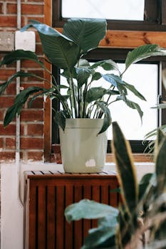 Green potted plant placed near window in stylish apartment in loft style in daylight