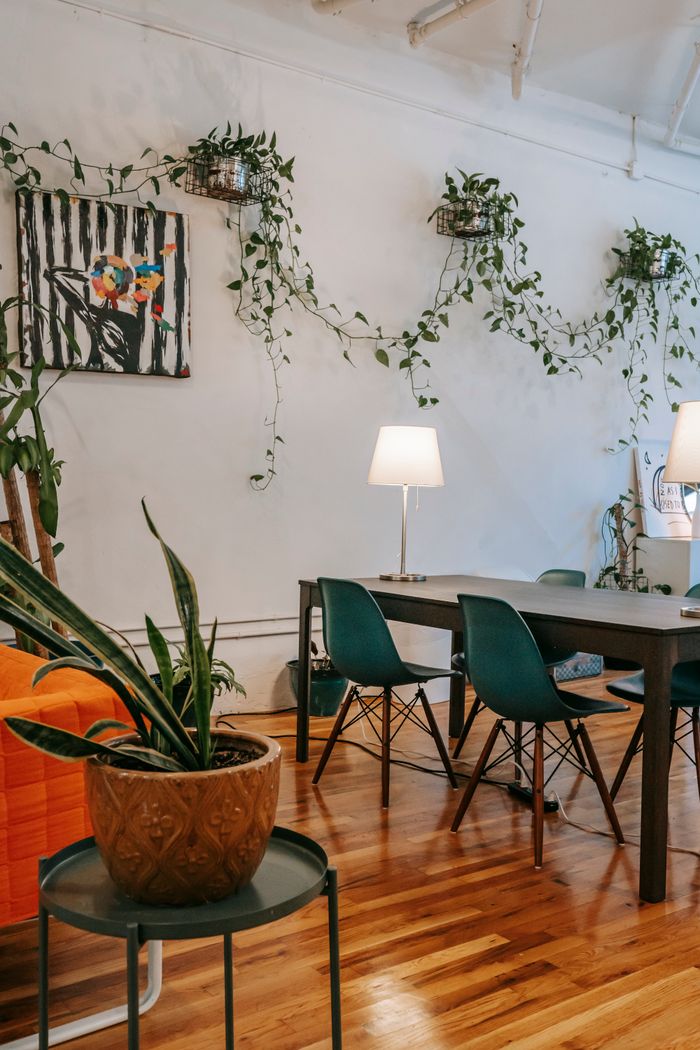 Fiddle Leaf Fig