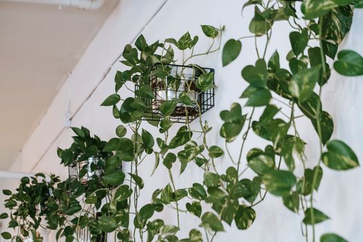 郁郁葱葱的挂篮植物以绿色点缀着现代室内空间，增强了装饰效果