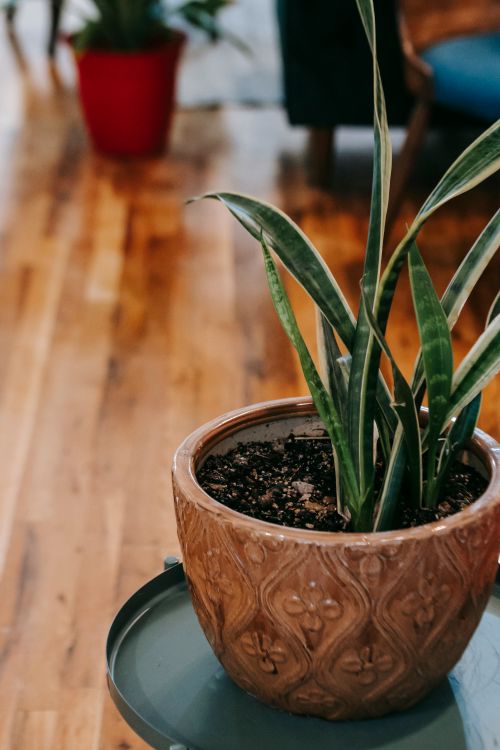 Free From above of Sansevieria with green leaves in ornamental clay pot on parquet in living room Stock Photo