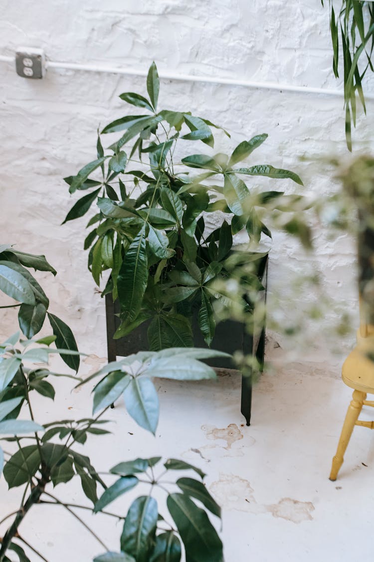 Assorted Potted Plants On White Floor In Patio