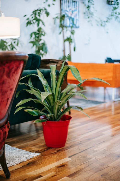 Potted plant on parquet in living room