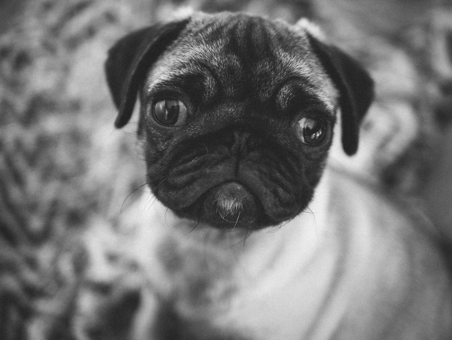 Pug on Close Up Shot