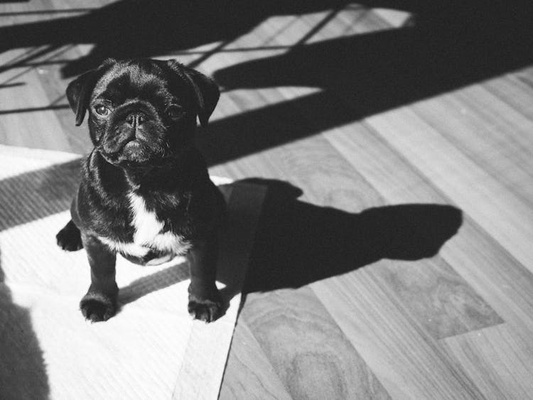 Black Pug Sitting On Floor