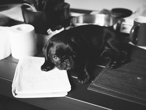 Foto profissional grátis de animal, cachorro, caderno