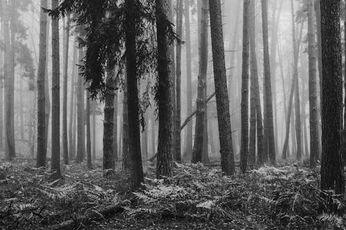 Grayscale Photo of Trees in Forest