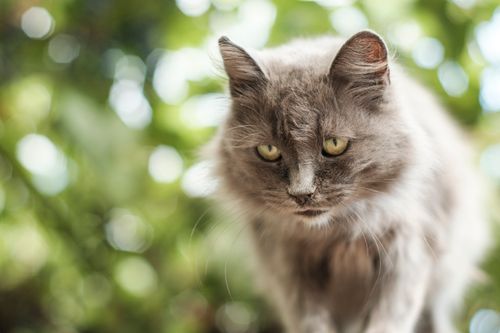 Free A close-up portrait of a fluffy gray cat with a natural bokeh background. Stock Photo