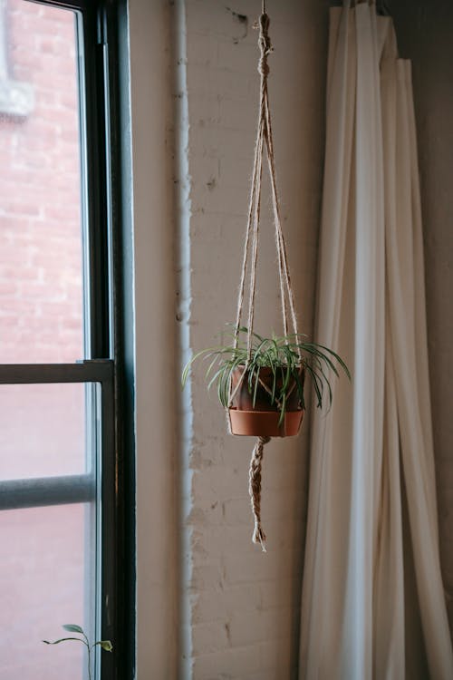 Green flower with leaves in pot hanging on rope against white brick wall with window and curtain in cozy light room
