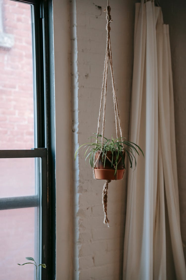 Hanging Potted Plant In Room