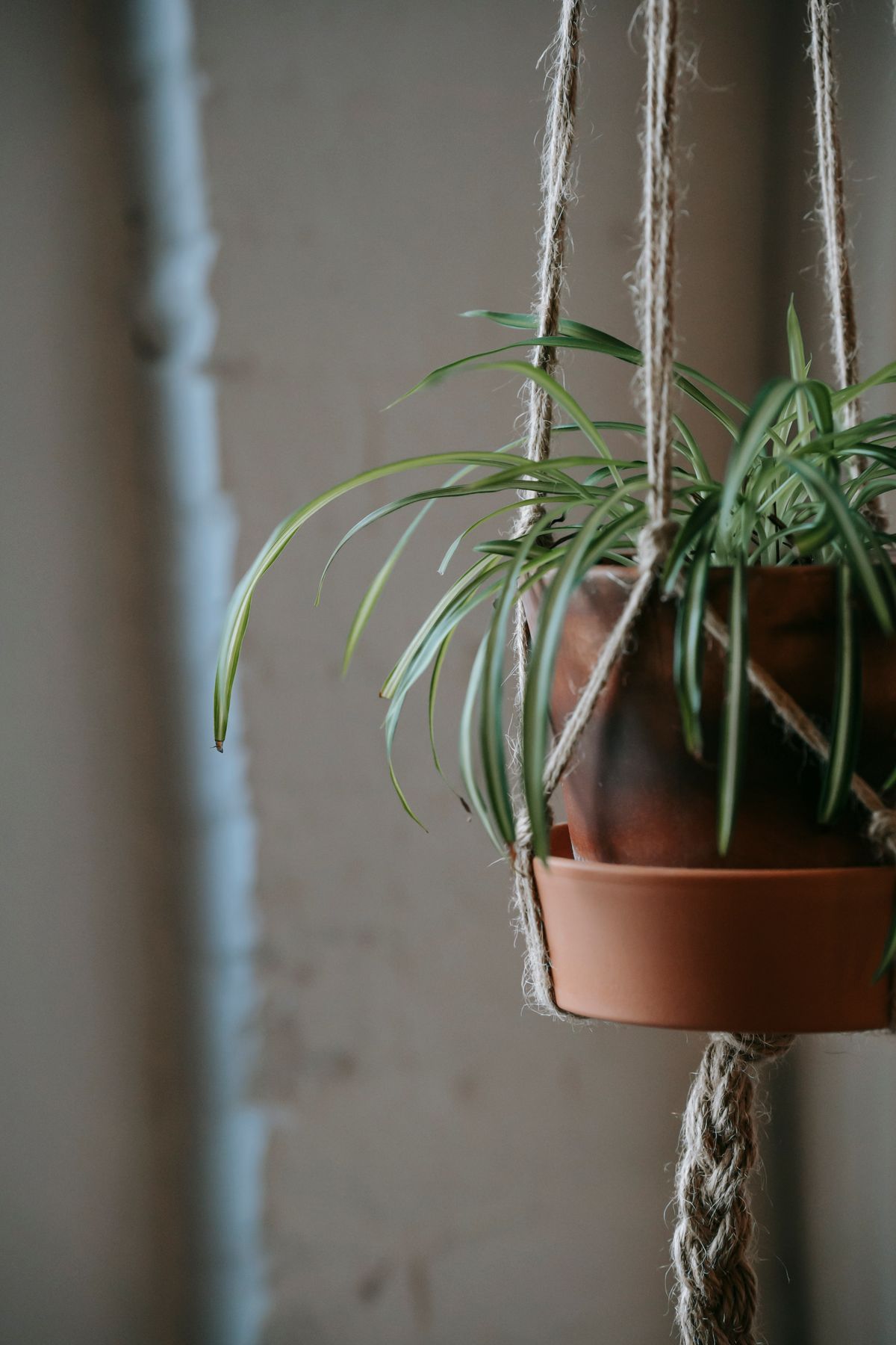 Plant with long green leaves growing in clay pot hanging on rope on wall in building