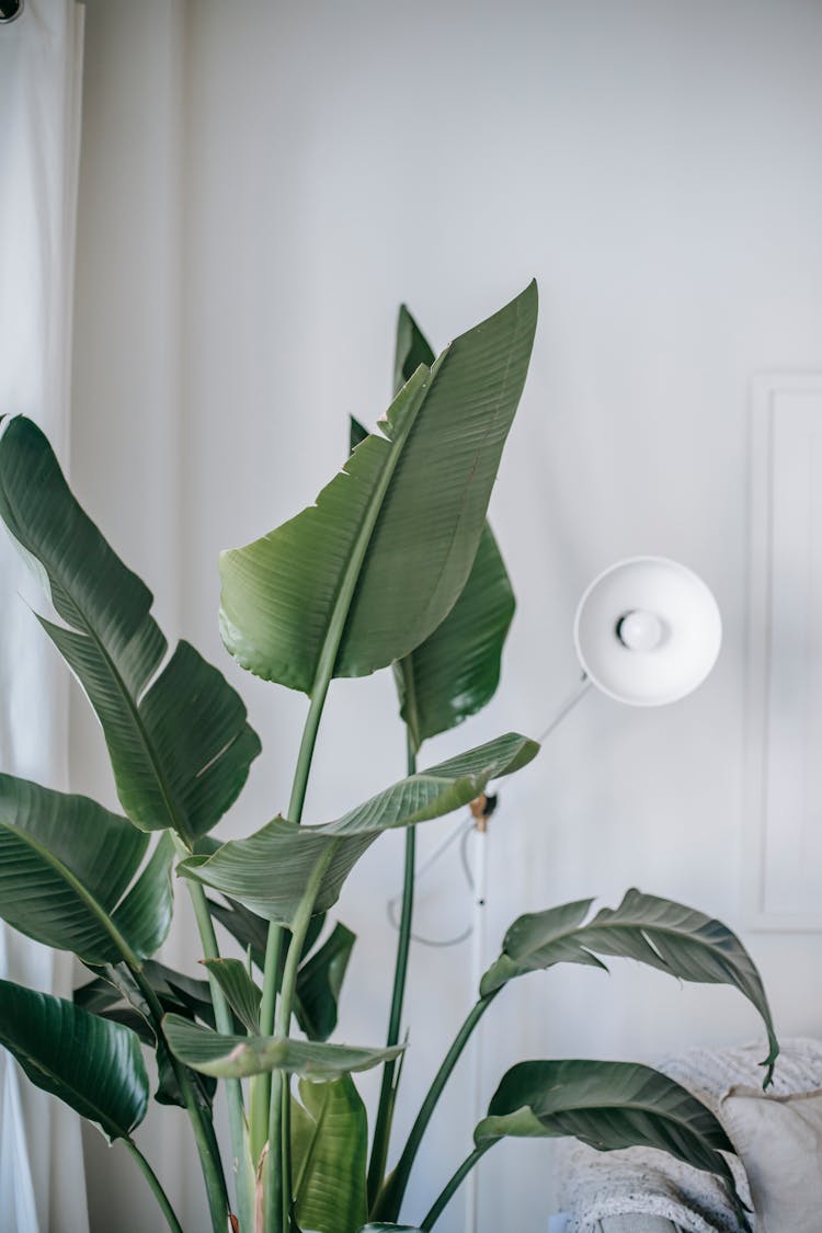 Green Plant Near Lamp On Wall At Home