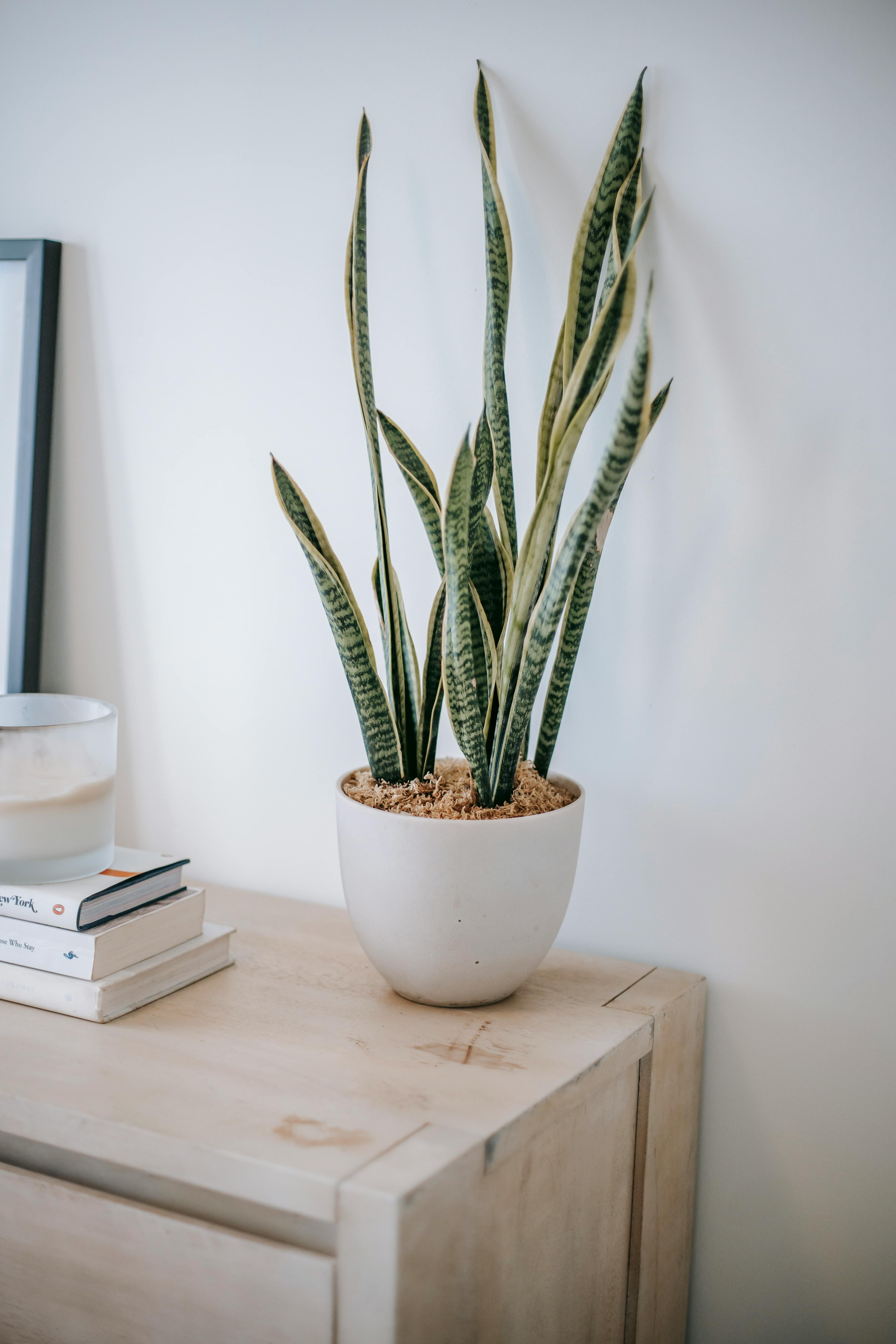 sansevieria in pot near books on chest of drawers