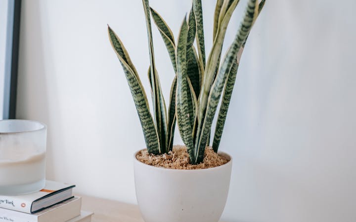 A sleek snake plant in a white pot adds serene beauty to modern home decor.