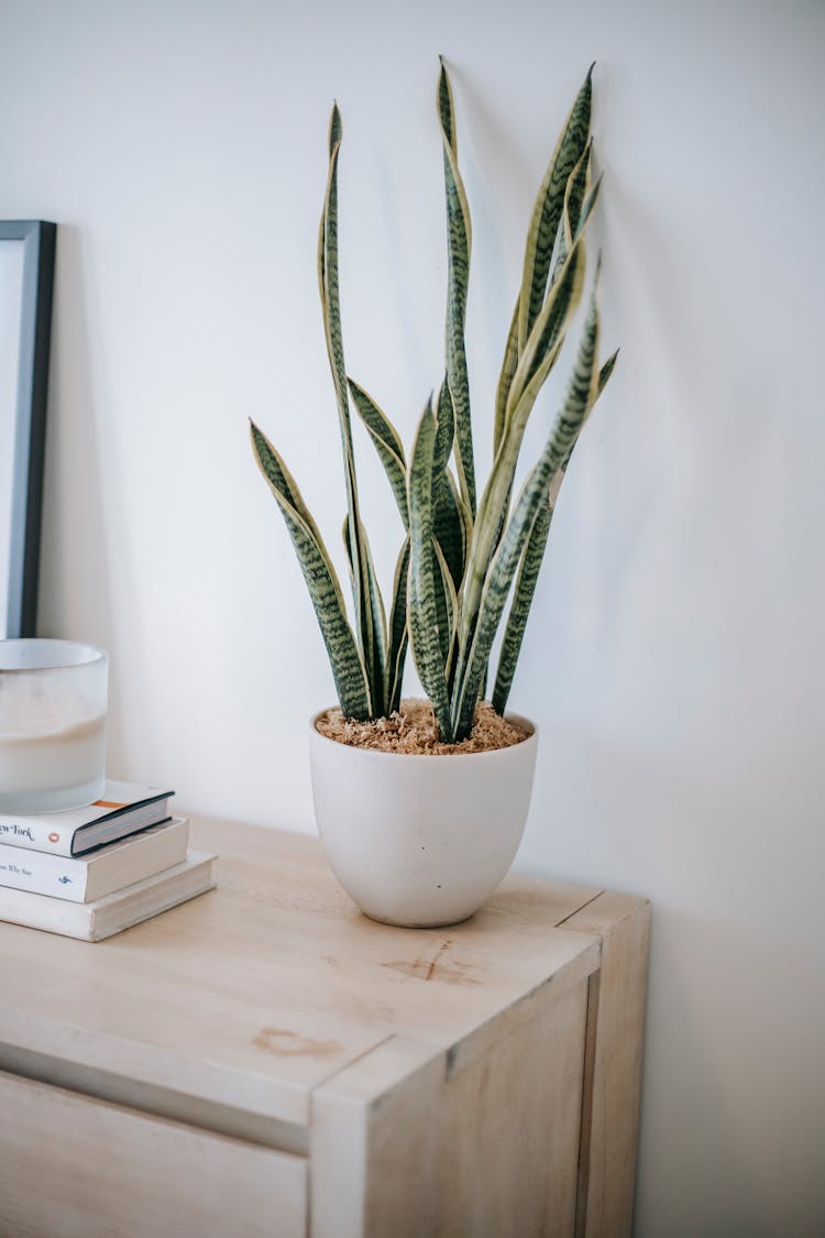 Sansevieria In Pot Near Books On Chest Of Drawers