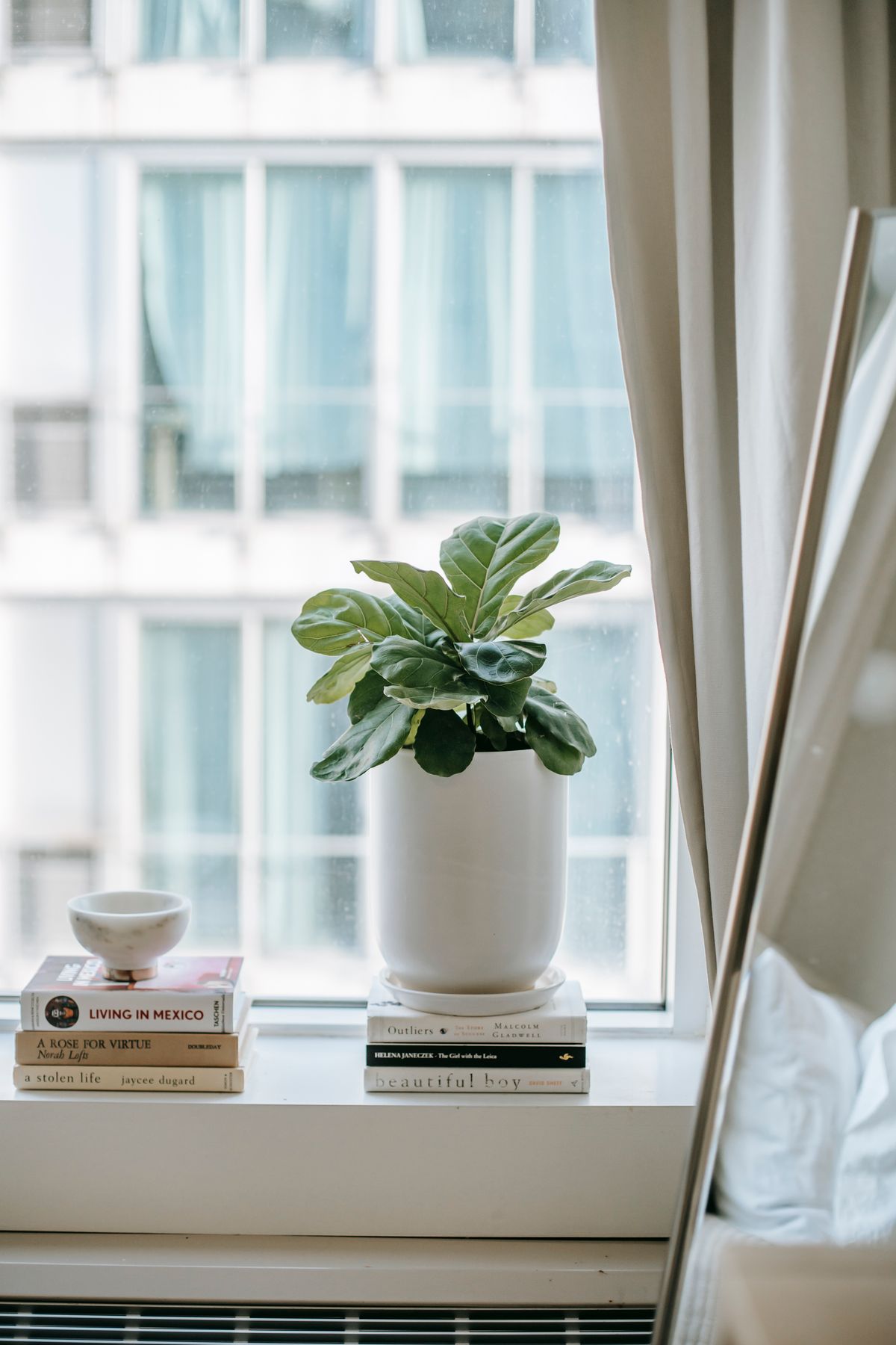 Ficus Lyrata em vaso branco na janela do quarto, ambiente claro com cortina