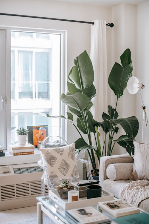 Free Decorative Plant on  Living Room Stock Photo