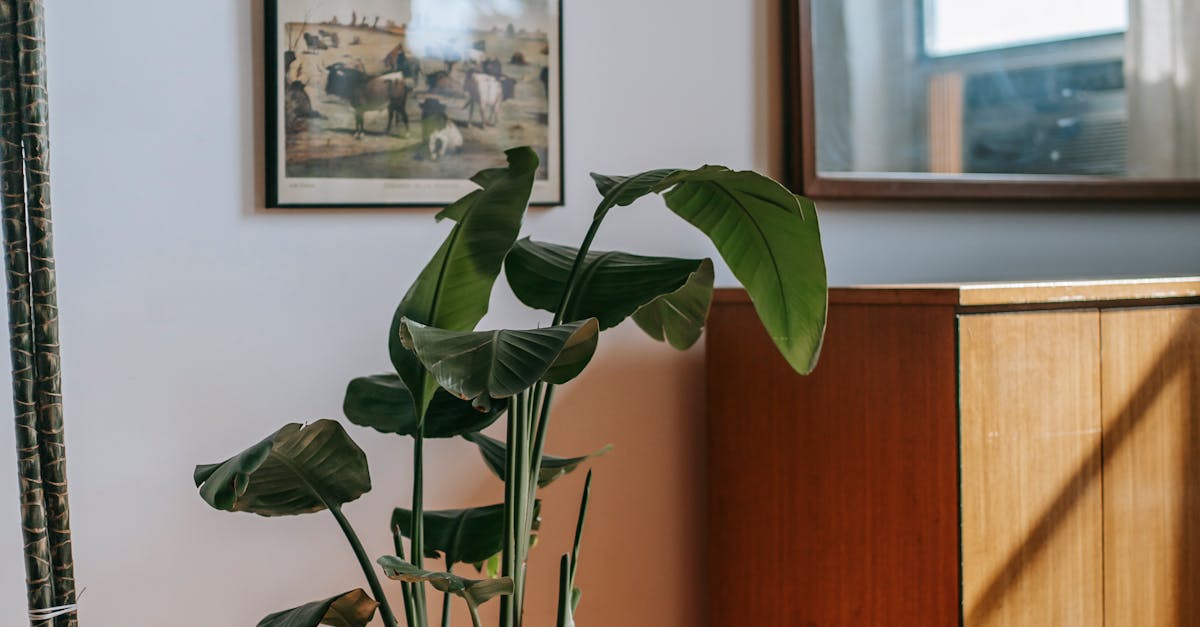 How to grow kiwi plant at home