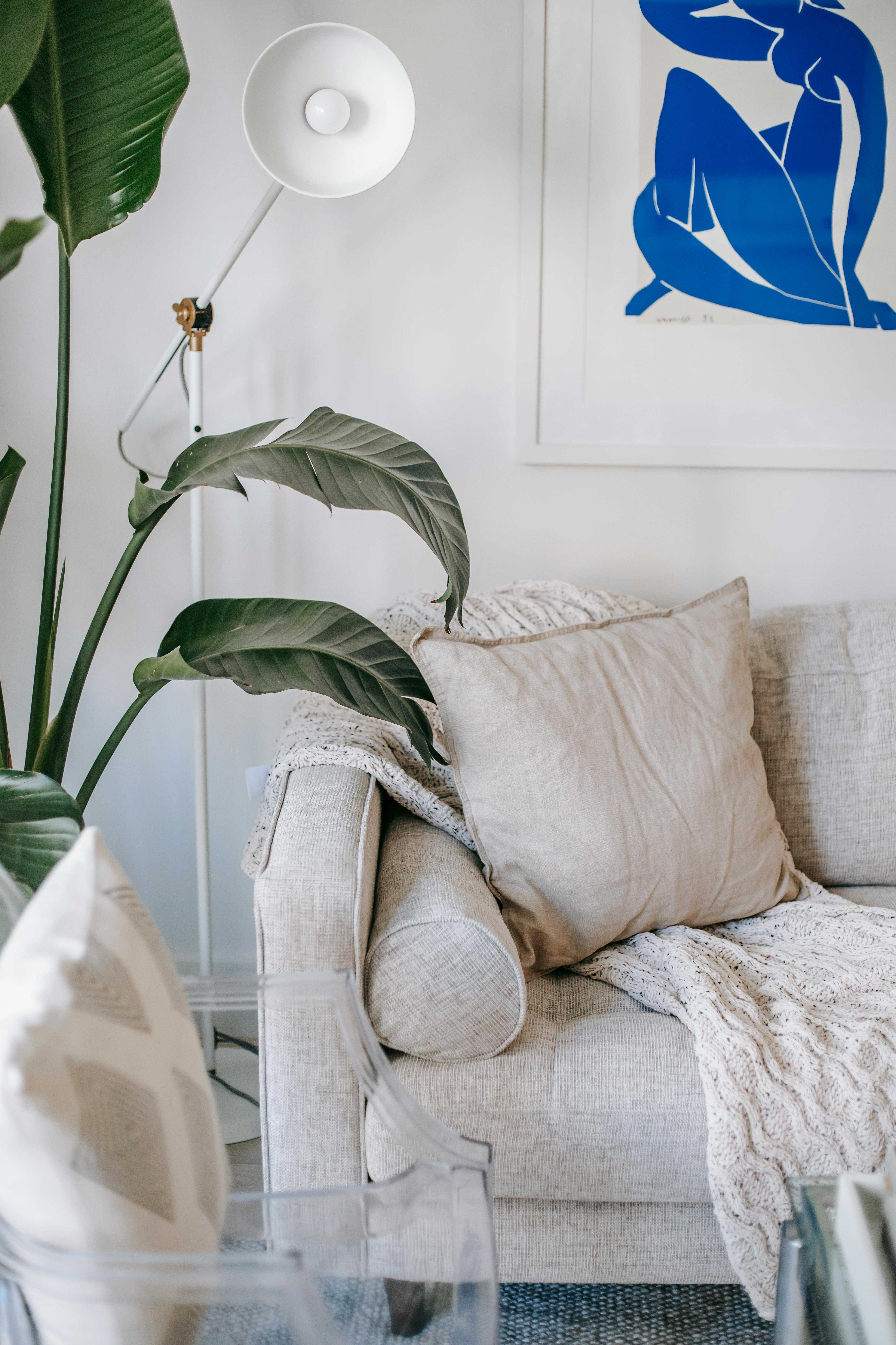 green plant near white sofa
